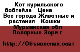 Кот курильского бобтейла › Цена ­ 5 000 - Все города Животные и растения » Кошки   . Мурманская обл.,Полярные Зори г.
